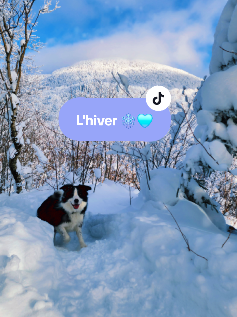 Quand t'aimes l'hiver et la neige... 🩵❄️ #quebec #hiverauquebec #hiver #neige #ski #randoalpine #bordercollie #secretplace 