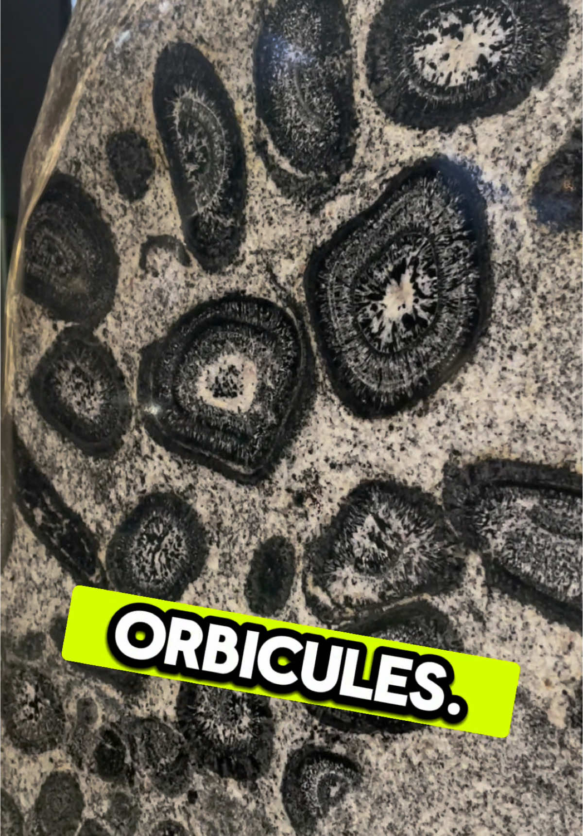 As orbicules develop, the crystallization process removes certain chemical elements from magma, changing its composition.  These orbicules were suspended in molten rock, but which was more dense—the orbicule or the magma? Did the orbicules sink or float? Here's a hint: darker minerals are usually metal-rich, making them dense which would encourage them to settle to the bottom of the magma body. Spot this specimen and more than 5,000 others in the Mignone Halls of Gems and Minerals. #museum #geology #earthscience #education 