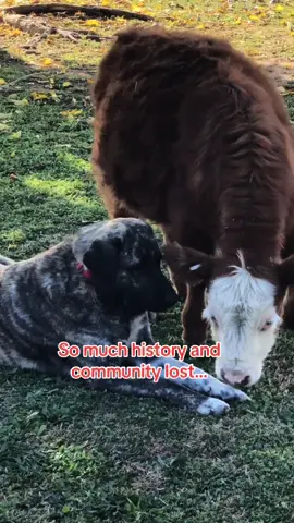 5 years gone. Hard looking back at old videos to make sure we had them all saved.  #tiktokban #tiktokrefugee #anatolianshepherddog #livestockguardiandog #farm #puppy #bordercollie #reconcat 