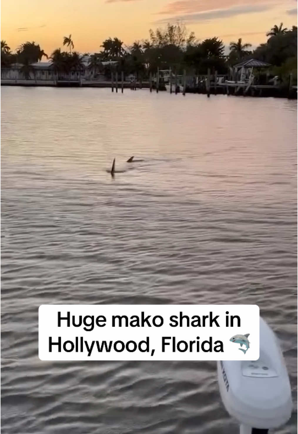 An estimated 10-12 ft mako shark was seen in North Lake in Hollywood, Florida 🦈 Mako sharks are the fastest sharks and it’s not common to be in these intercoastal waters. The shark was guided back to open waters by local police and marine biologists from Nova Southeastern University 👏 More on IG - livinmiami305 📸: @megan_meadowss on IG #hollywoodflorida #hollywoodfl 