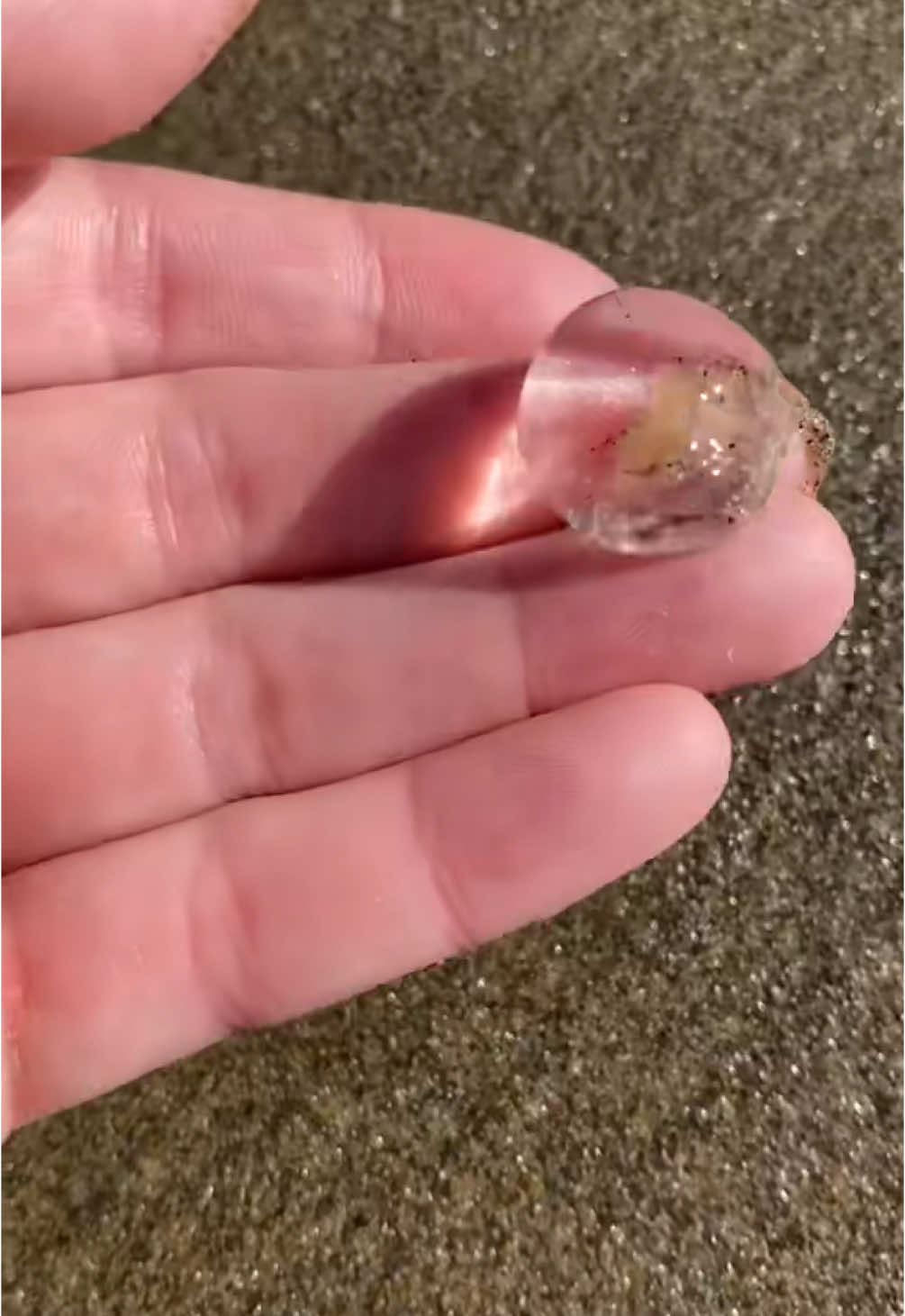 I love finding jellyfish on the beach! #jellyfish #LearnOnTikTok #marinebiology #beachcombing #ctenophore #fyp 