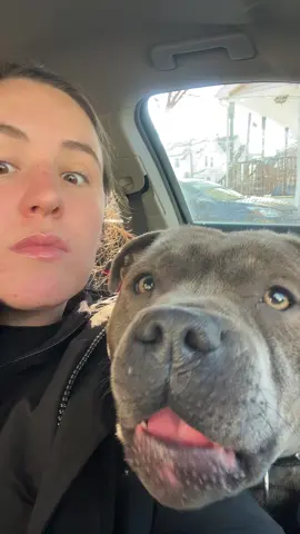 Stay tunned #staffy #staffordshirebullterrier #fypp #fypシ゚viral #puppytiktok #staffysoftiktoklove #funnymoments #funnyvideo #cutedog #unboxing 