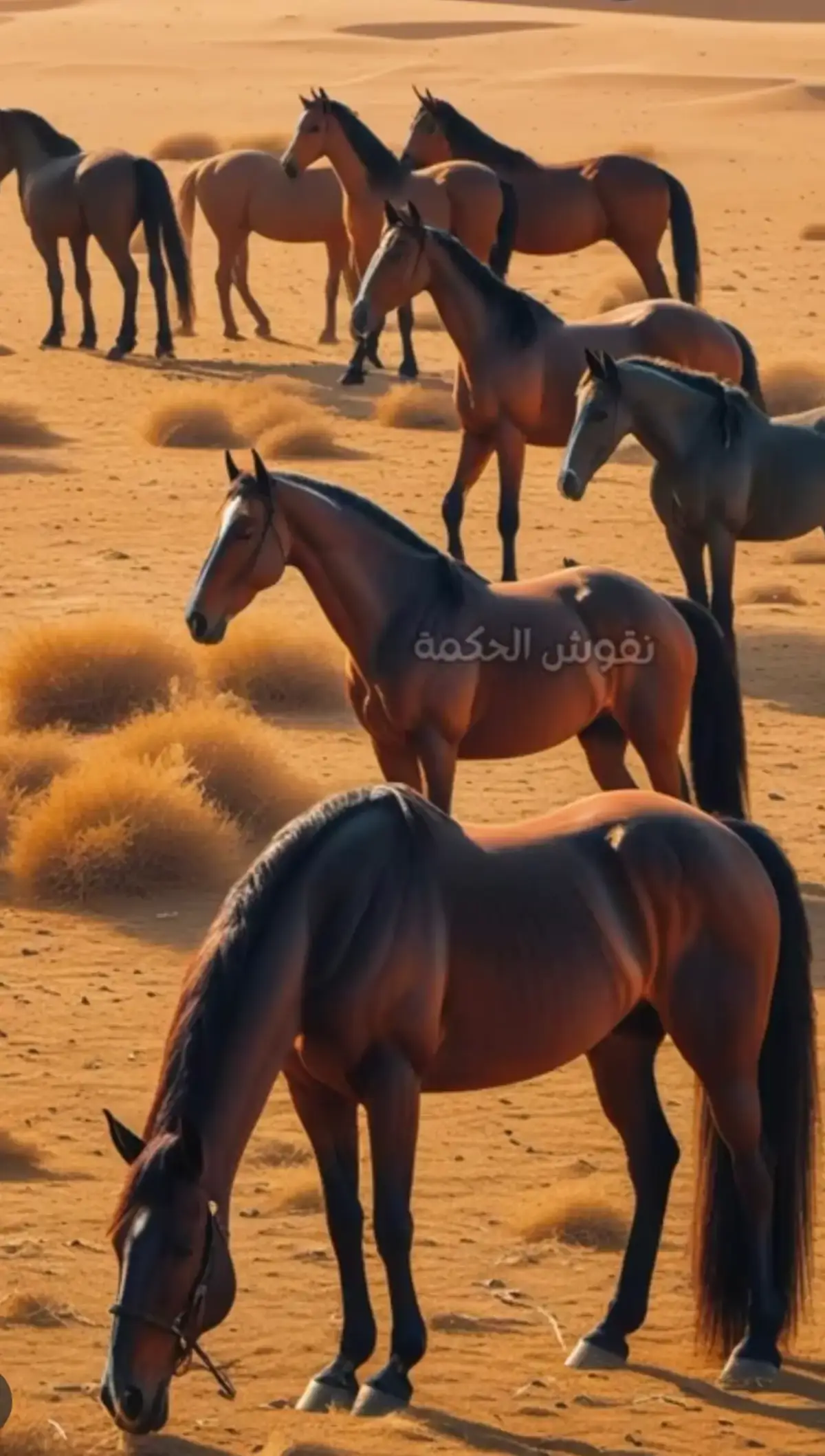 #ترندات_تيك 