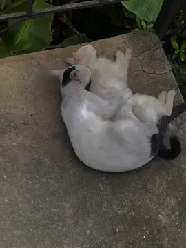 toda remix  // lo hacemos lento . . . . .#Liricas - #LetrasDeCanciones - #Musica - #Canciones - #Lyrics - #LyricVideo - #MusicaEnTikTok - #LiricasDeCanciones - #CancionesConLetra -