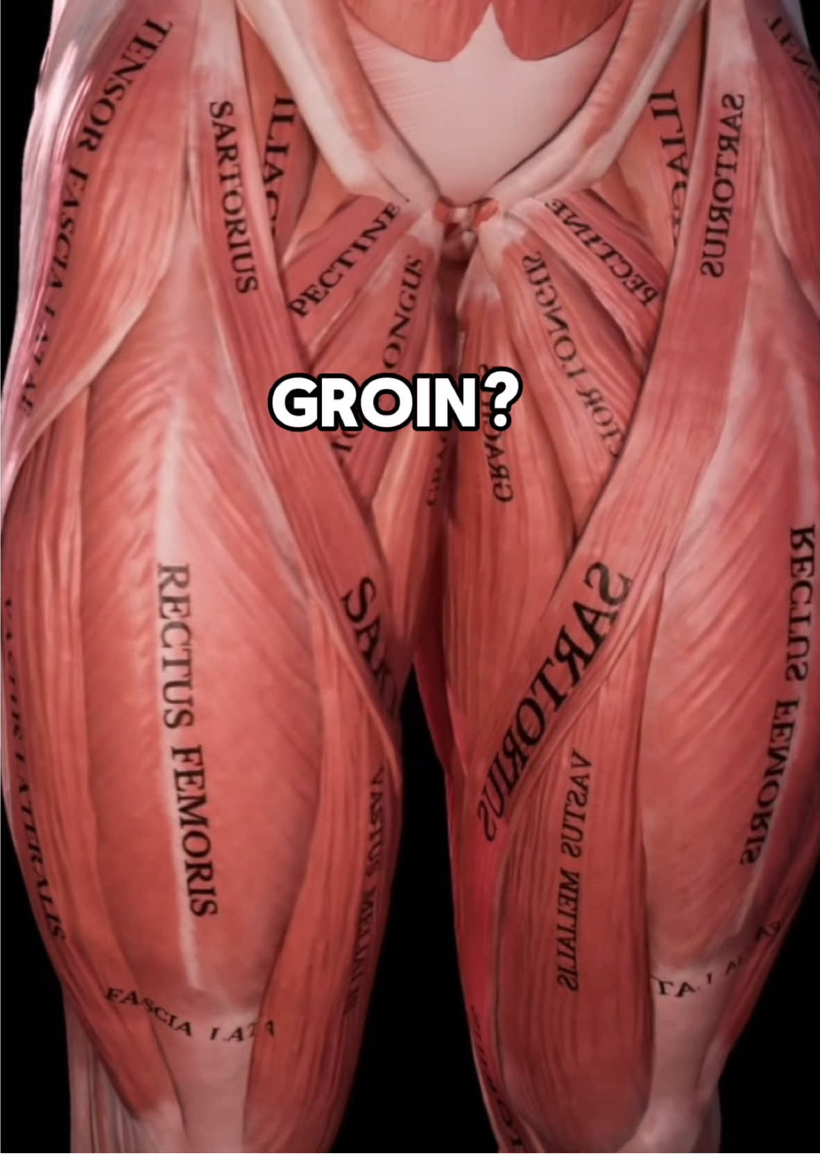 Want to build a bulletproof groin (adductors)?? Here’s two great ways that work these muscles in conjunction with how they work during movements in real life like squats and hinges!  . Shout out @Muscle and Motion for the amazing anatomy graphics & @motherhoodstrongstl for being my patient model! 