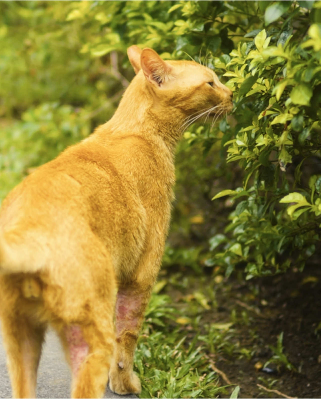 Cinematic cat  #sony #fyp #cinematic #foryoupage #trending 