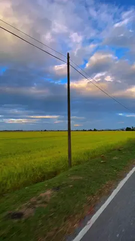 Kuning dah . Cantik gilaaaaaa view sini 🌾 #tqsupport❤️ #perlis #sawahpadi🌾 #perlismai💙💛 #perlisinderakayangan 