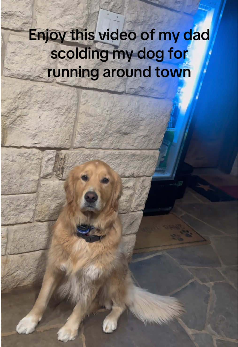 Do yall think Willie will run away again??? #imissmyperfectdog #goldenretriever #hesperfect #dadsoftiktok #foryoupage 