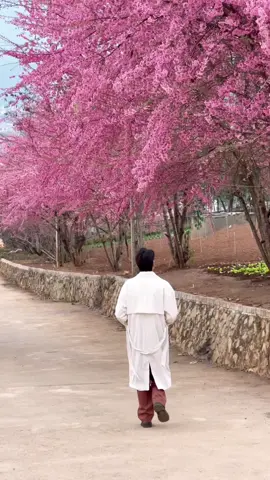 Một trong những điểm chụp hoa anh đào hot nhất thời điểm hiện tại ở Mộc Châu , con dốc đường lên cf Đồi Gió  nhé mọi người #reviewmocchau #mocchau #hoaanhdao #hoaanhdaomocchau #tourmocchau #dulichmocchau 