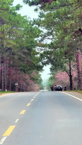 Măng Đen tháng 1 đẹp đỉnh nóc kịch trần bay phấp phới luôn 😍 #mangdenchill #mangden #dulich #reviewmangden #viral #chill #fyp 