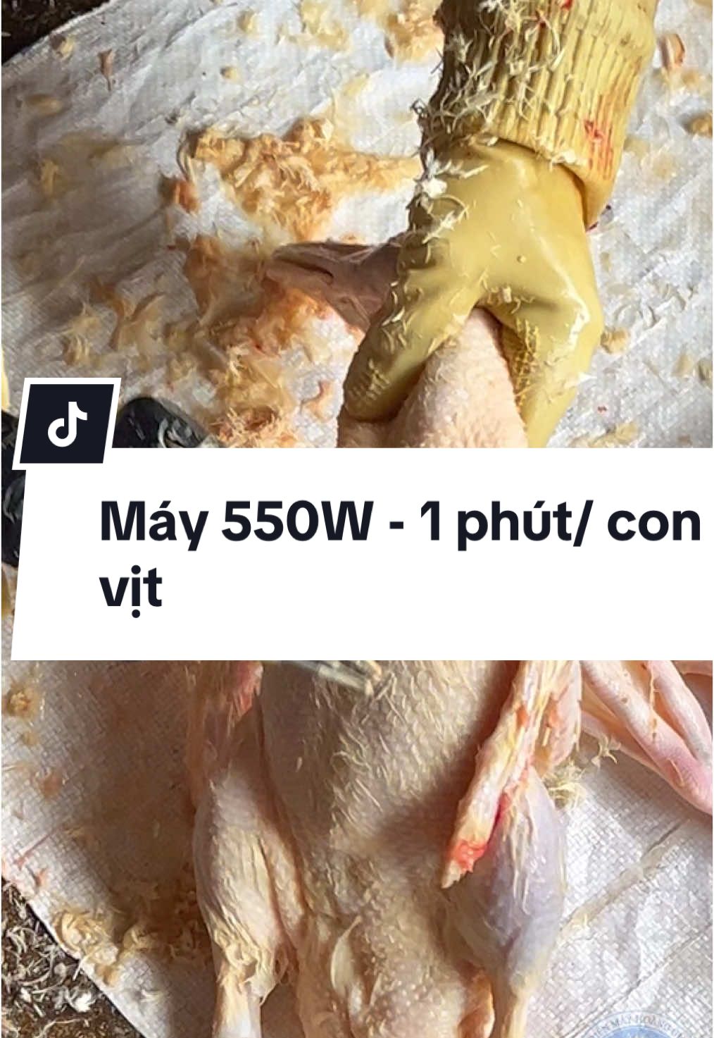 Máy Nhổ Lông Vịt 4 Đũa Kẹp 550W Công Nghiệp . #dienmayhoanggia #nholong #nholongvit #maynholongvitcamtay #maynholongmangvit 