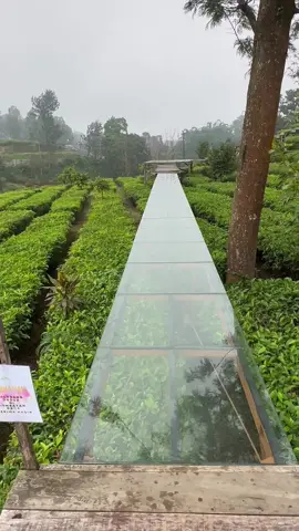 #بونشاك🇮🇩 #بونشاك_اندونيسيا #اكسبلورexplore #CapCut #مزرعة_الشاي #مزرعة_الشاي_الجسر_الزجاجي #الجسر_الزجاجي_المعلق #الجسر_الزجاجي 