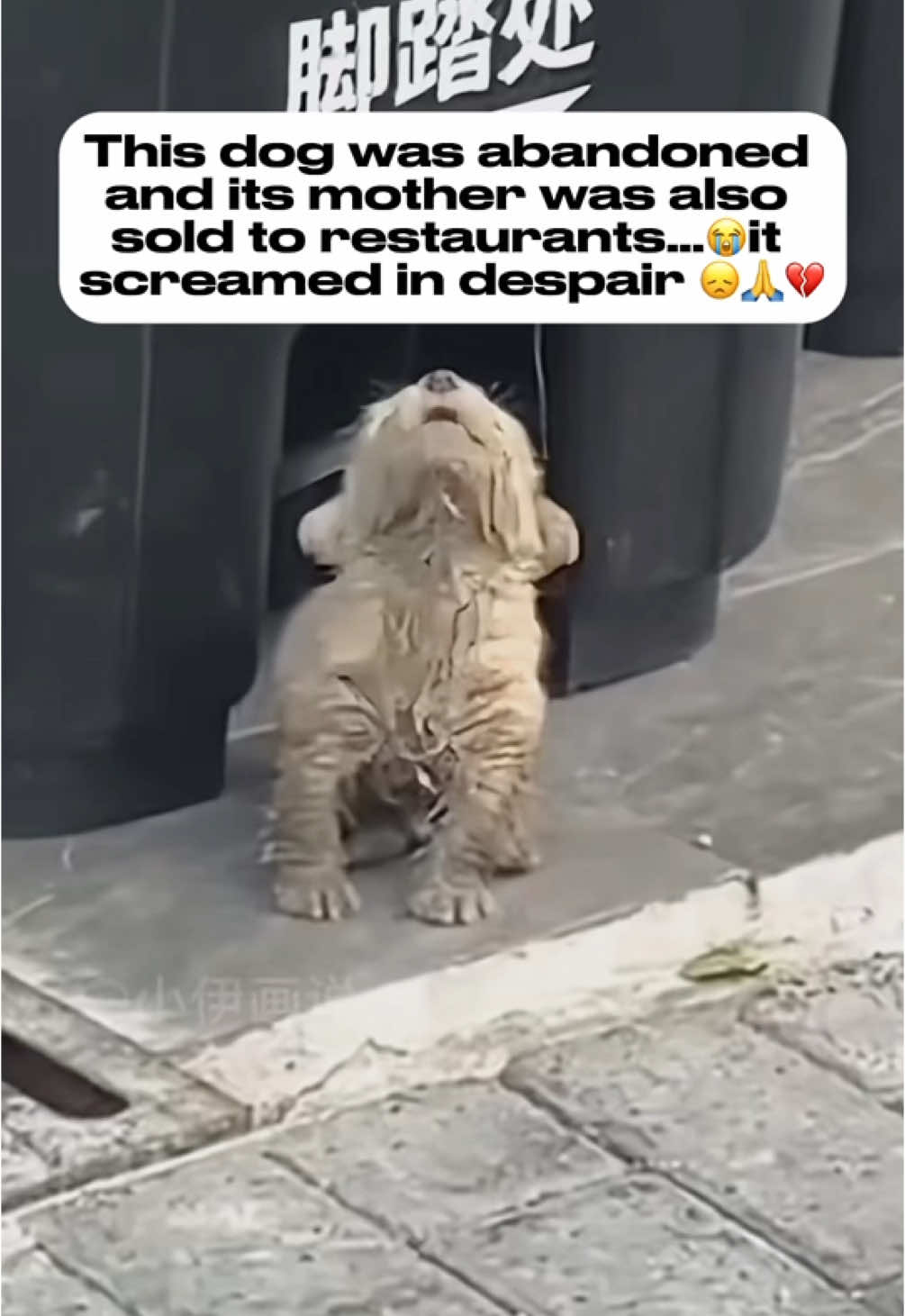 This dog was abandoned and its mother was also sold to restaurants…😭it screamed in despair 😞🙏💔#dog#dogs#puppy#🐕#😭😭😭😭💔💔💔💔 