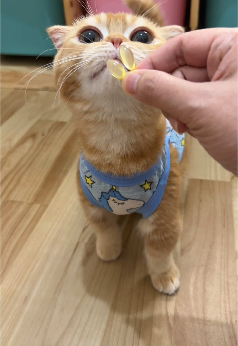 Pertama di indonesia softgel bentuk ikan ,anak anak doyan banget minyak ikan dari olivecare #kucing #minyakikan #fishoil #olivecareofficial #olivecare #visco3 #salmonic #kucinglucu 