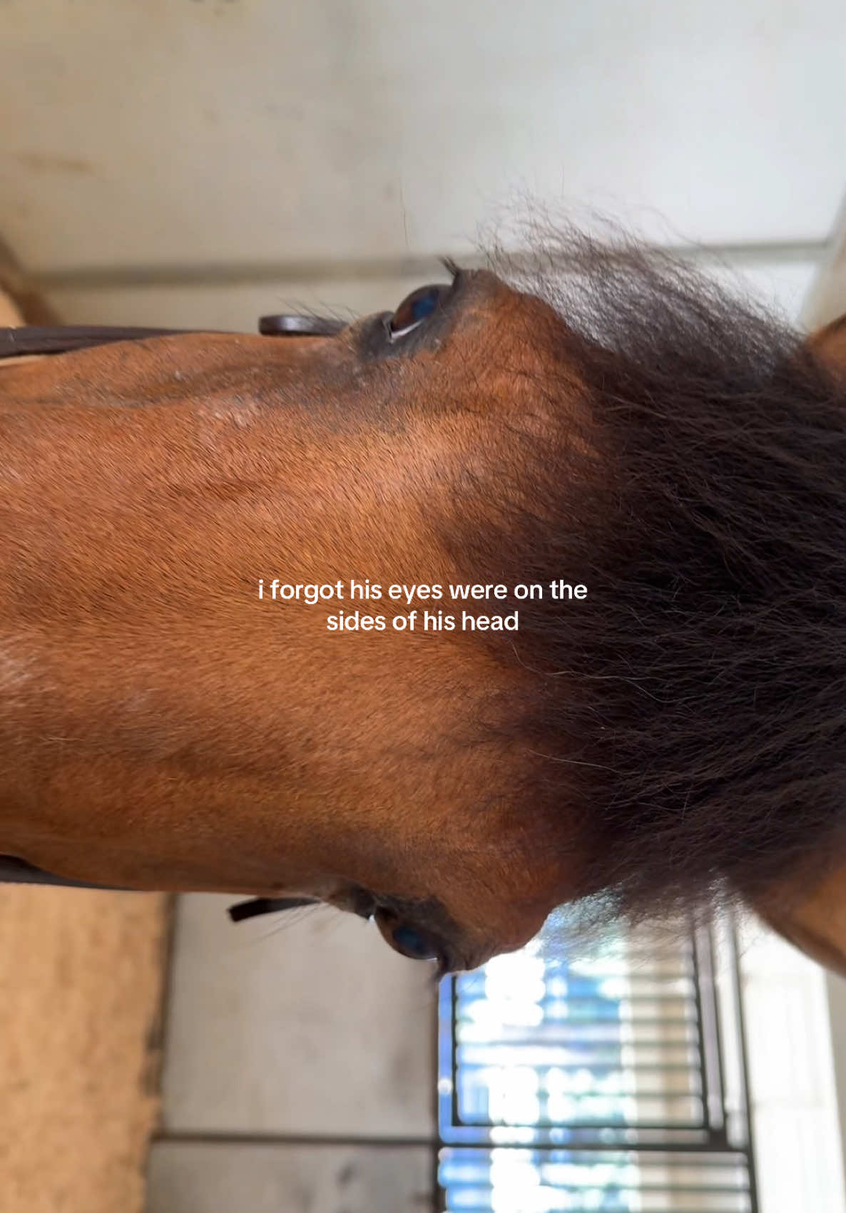 I saw people do this with their pet hamster so I tried it with a horse 🐎 