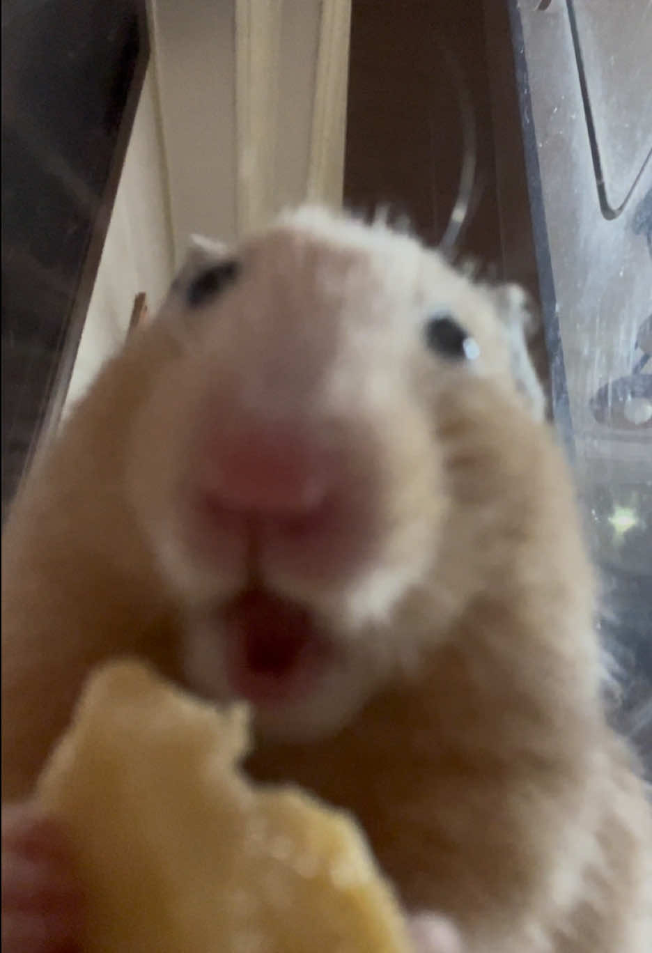 우유맛 껌 머거볼께여~ #햄스터#asmr#추천