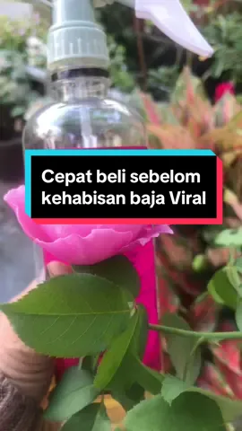 Baja foliar kawalan serangga dah ada...cepat sebelom kehabisan.. #gengkebuntepirumah #gengkebuntepirumah #gengkebuntepirumah #peminatrose #fypシ゚ #fypface #fyppppppppppppppppppppppp 