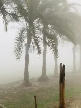 শীতের সকালে খিজুর রস 💖#❤️‍💖💖💓💝💝🥰🥰😍 #fypシ゚viral🖤tiktok☆♡🦋myvideo❤️🥰viral🍃 @TikTok @প্রাকৃতিক দৃশ্য 🌱 