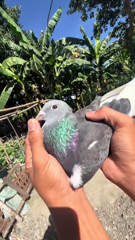 Green Eye 💚 #JanAardenPigeon #QualityMatters #AvensLoft #FYP  #OnlyatAvensLoft #NuevaEcijaFancier