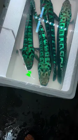 #aquarium #snakehead #channa #ikanpredator #predatorfish #ikanhias #hobby #toman 