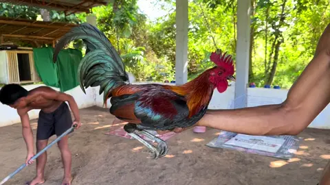 #mtbanahaw #mtbanahawline🐓 #ramonchibanamontierro #bryansgamefarm #mtbanahawgamefarm #tornadohatch 