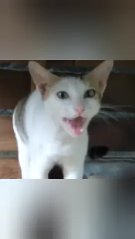 cat meowing very loud#voice #sounds #tik_tok #100k #foryou #fypシ゚viral #foryoupage #amazing #dogsoftiktok #cats #cat 