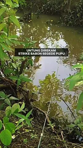 Sampek melengkung tajam joran nya  #mancing #mancingmania #mancingikan #mancingmaniamantap 