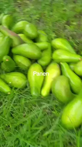 #alpukat #alpukat🥑 #foryouuuuu #buahlokal #fyppp #alpukat 