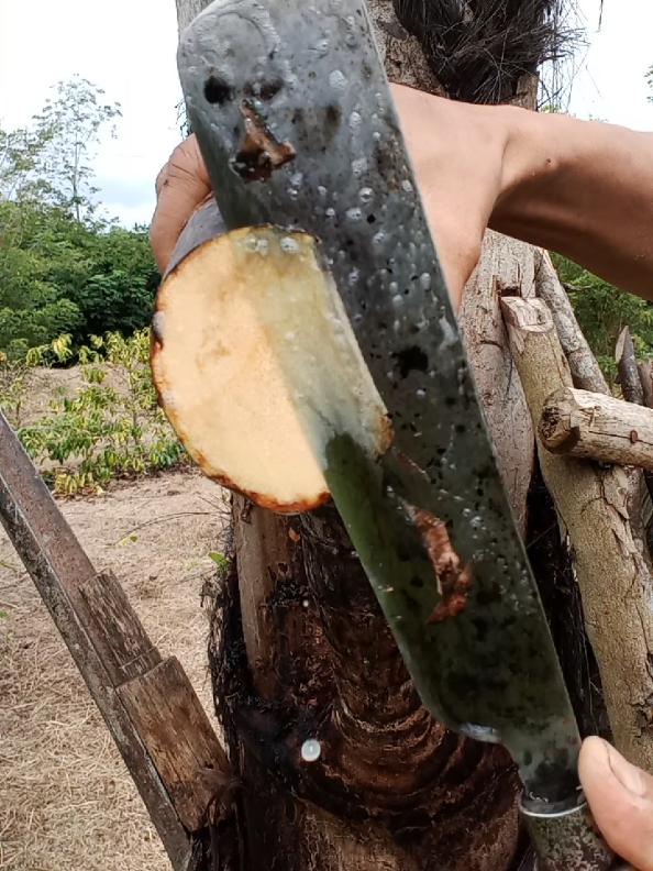 Memotong manggar mini #cut #fyp