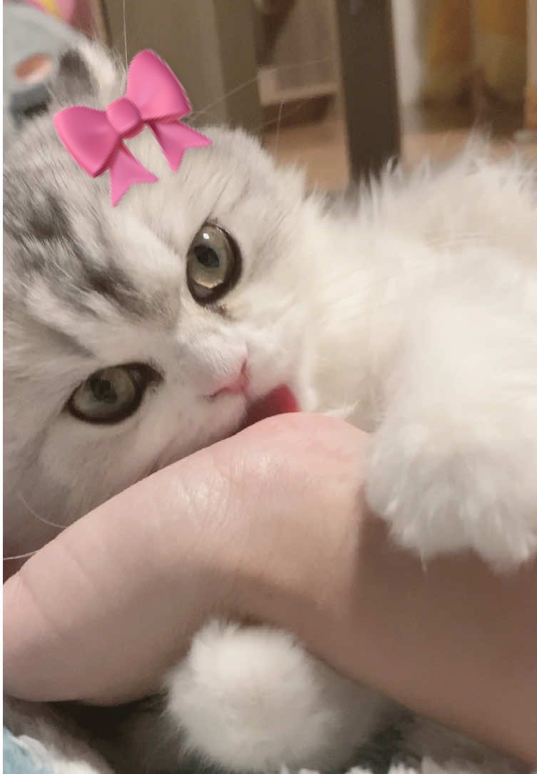 産んだ #ミヌエット#catsoftiktok  #猫のいる暮らし #ぷりぷり神