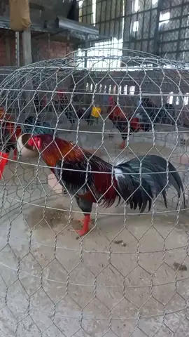 Xám son 3kg. tơ zin mới chác. vô tay 1 đóng. gop vui cùng Ae đam mê#gà #siumy #gada  #cantho 