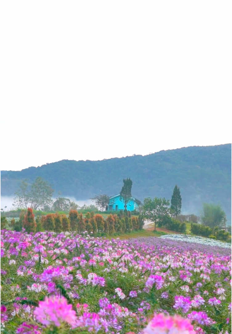 Vườn hồng ri thức giấc trong sương sớm ☁️ #theflorest #hoatrongrung #dalat #vuonhoalonnhatdalat #xuhuong 