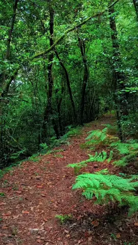 a walk . . . . . . . . . . . . #bosque #sendero #camino #naturaleza #nature #salvaje #arboles #montaña #intothewild #intothewoods #perdidos #bosquemagico #cuento #caminata #paseo #senderismo #rutas 