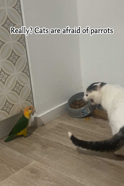 Really? Cats are afraid of parrots😿🦜…#usa_tiktok #usa🇺🇸 #for #fouryou #cat #catsoftiktok #funnyvideo #pet #fpy #cutecat #cats 