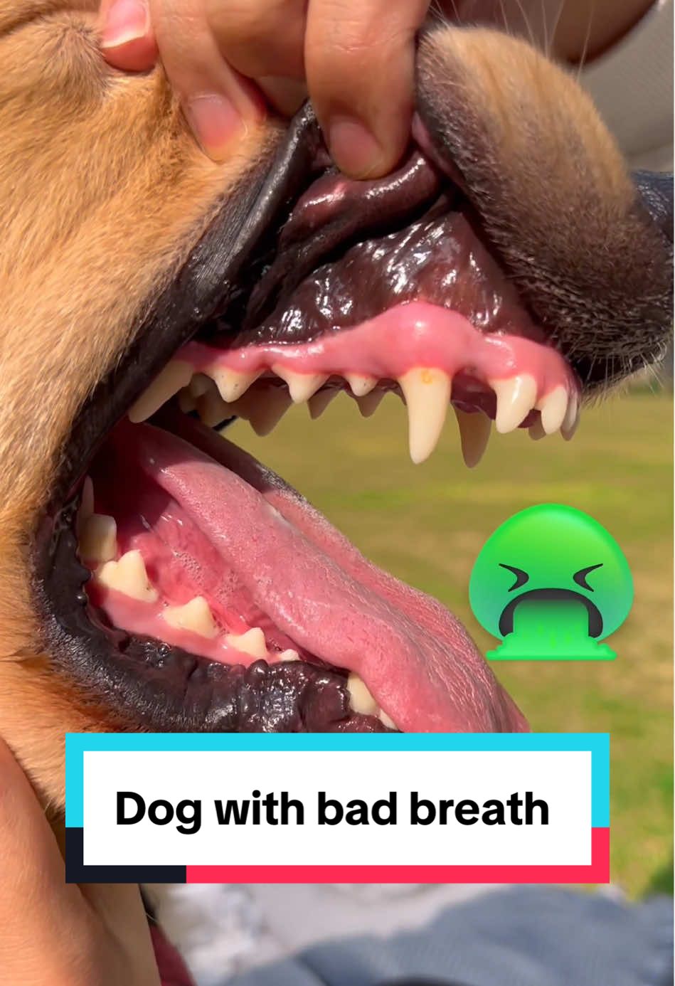 Dog with bad breath? It’s time you brushed his teeth#dog #cleanteeth #dentalhealth #dogmomhack 