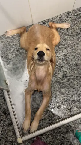 Só uma goldinha tranquila relaxando no spa 🙂‍↔️🐾❤️  #cachorro #dog #dogsoftiktok #goldenretriever #dogs #puppylove #fyp #explore #shower 