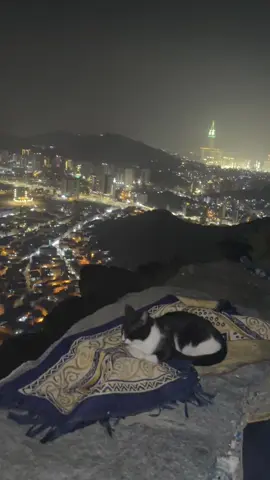 my love for cats🐈🫶🏾😭 #fyp #foryou #mekka #medina #cats #muslim 