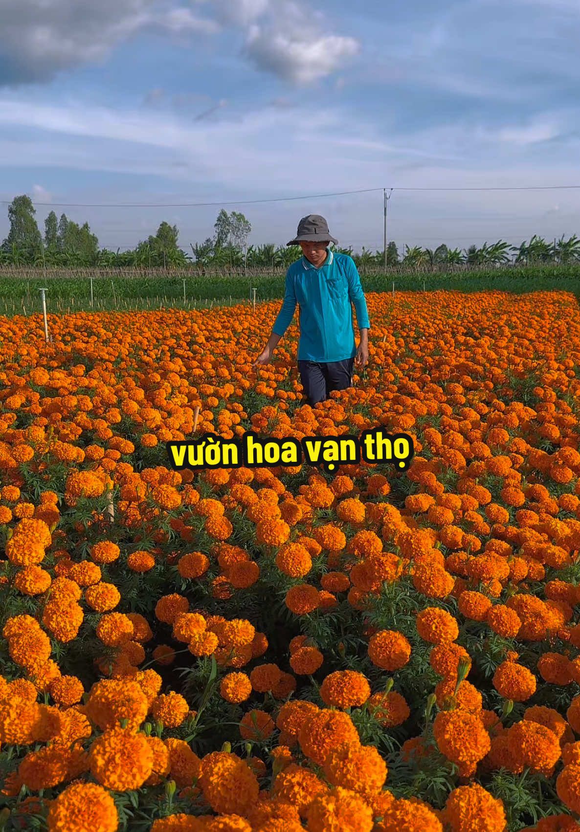 hoa vạn thọ đưa ông táo về trời là đây hii cả nhà cùng xem#dangnhaque 