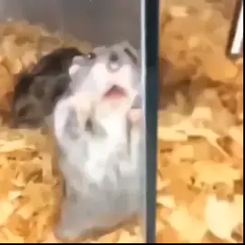 lêu lêu lêu #giaitri #xuhuong #meme 