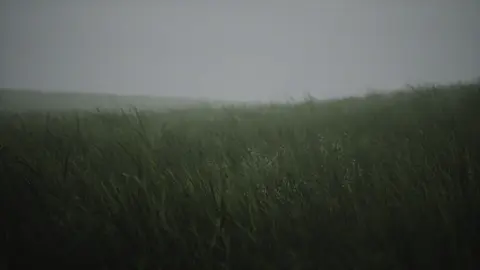 wavy-grass-moewalls #grass Live Wallpaper