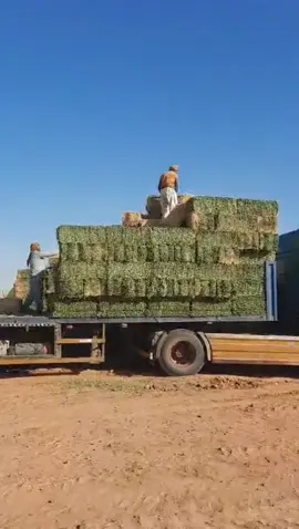 فواخر السمحان لطلبة ٠٥٦٩٩١٥٧٨٩ آبو سليمان للأعلاف برسيم جندير فآخر من الآخر محمل علا السياره ٤٤ ريال ميقوع