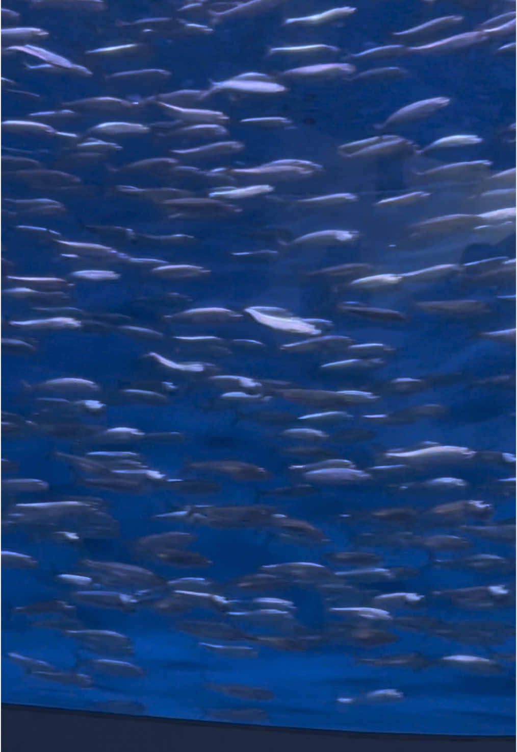 If TikTok goes (which it looks like it’s going to)— I still plan to log on via a VPN! If it somehow gets complicated to be on here (allegedly we won’t be able to update the app), you guys can still find me on Instagram (whitneywrightxo) and on Twitter (whitneyxxwright).  I will never have a Snapchat or telegram lol.  Anyways I love you all, be good. 