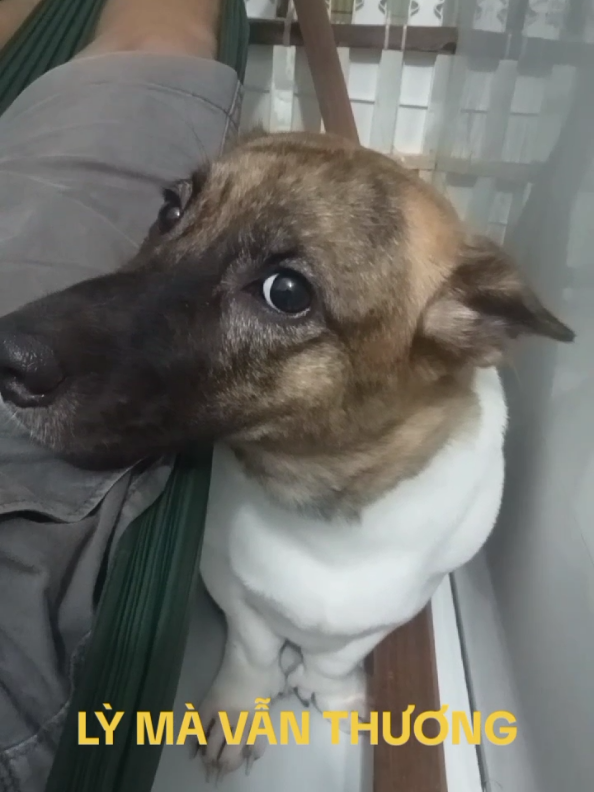 🐕Không phá thì ông bà già không nể🤸🫣#dog #pet #dogsoftiktok #giaitritiktok #inkingkong #lenxuhuong 