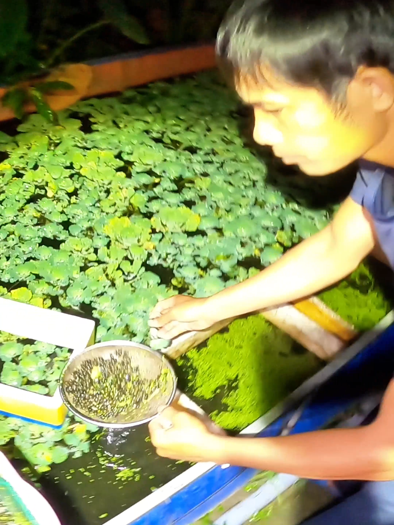 Xuất Giống Về Cài Bè -  Tiền Giang#ocbuouden #ốcgiống #chănnuôi #nôngnghiệp #nuôiốc #xuhuong #trending #nuoioc