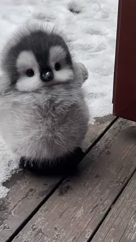 Cute cute #cutebaby #cutepet #penguin #penguin 