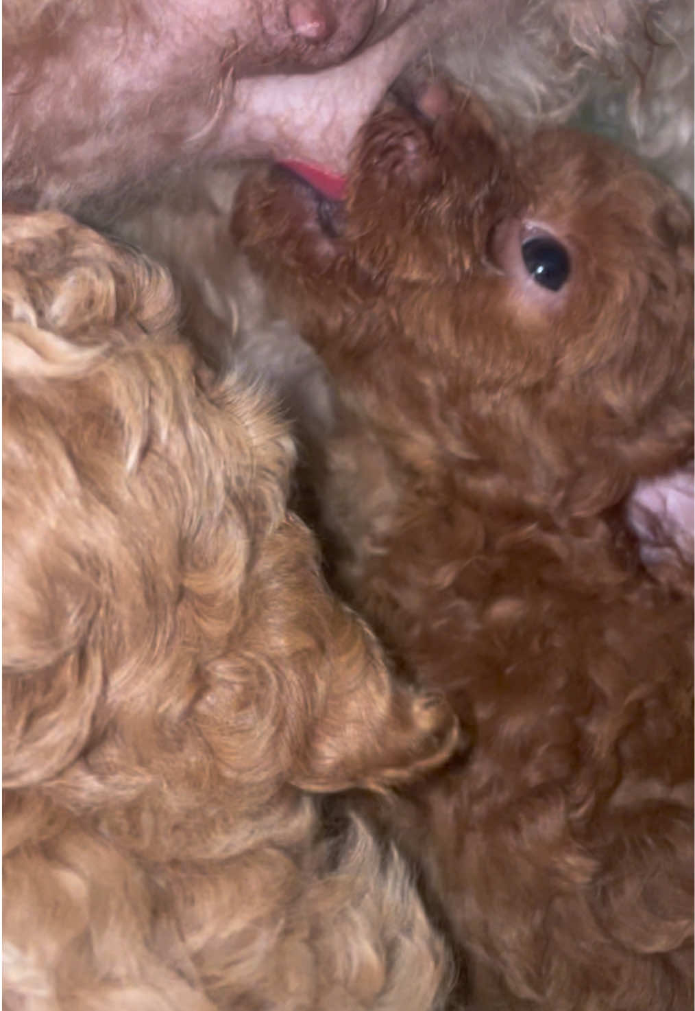 Qué lindo es ver a los cachorritos tomando leche, tan tranquilos y unidos a su mamá. 🐶🥛 #dog #cachorro #perros #dogsoftiktok #perro #bebes #viralvideos #risas #loveyou #dogs #amor #besos 