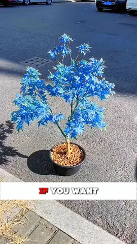 You can try raising it,it will be very special ❤️❤️#easytogrow #tiktokshop #planting #hydroponics #outdoorgarden #timelessblooms #beautygarden #maple #mapletree 
