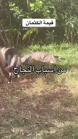 #النجاح #نصائح #اقوال_وحكم_الحياة #تطوير_الذات #بصوت_عمر_السعدان