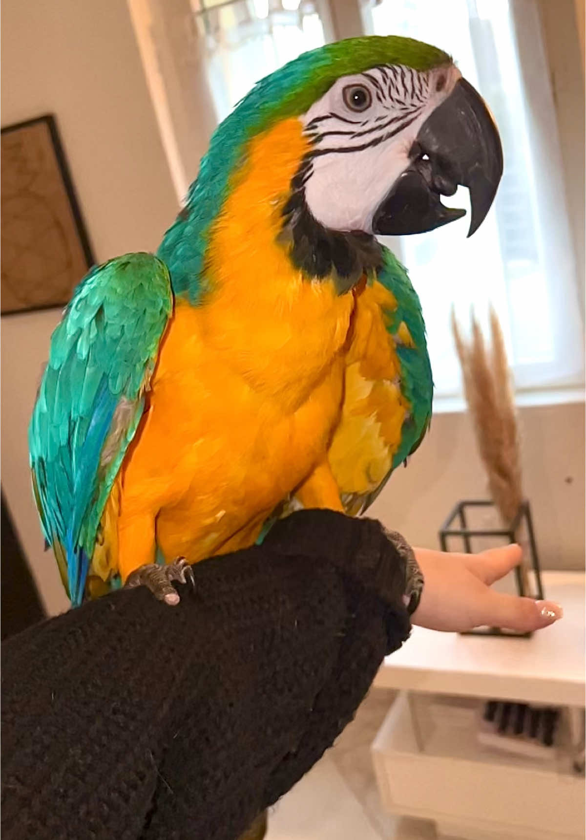 Très à l’aise avec mes ailes 🪽 🦜#blue#parrot#perroquet#ararauna#ara#fyp#pourtoi#fun#aujourdhui#today#plume#vol