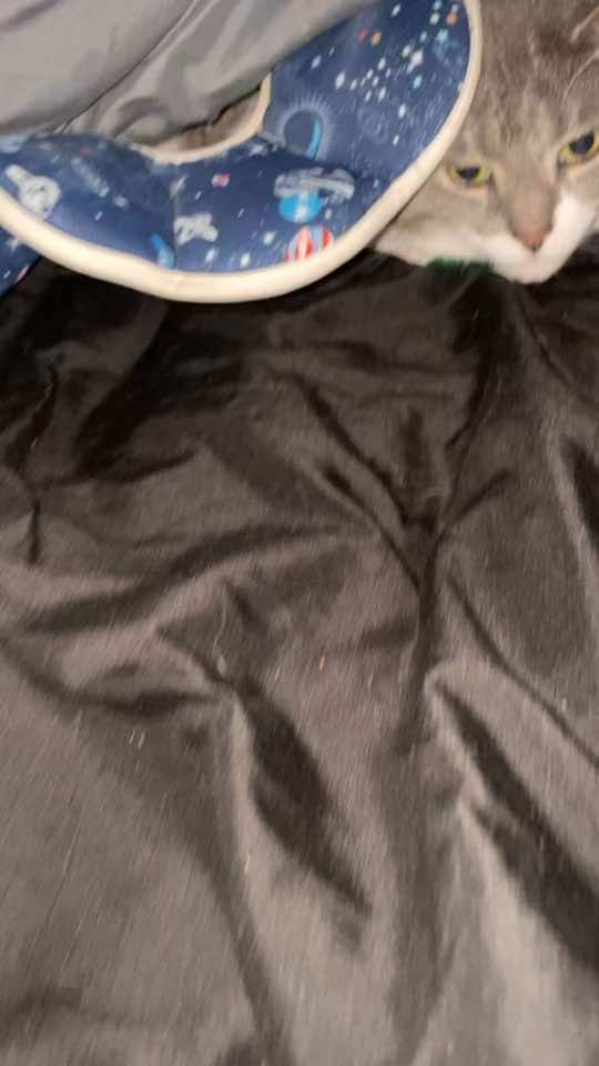 #cat #catsoftiktok #catlover 